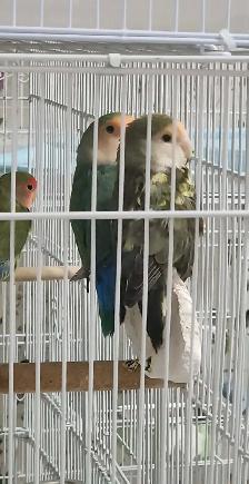 2 BEAUX COUPLES D'INSÉPARABLE À VENDRE AVEC OU SANS CAGES