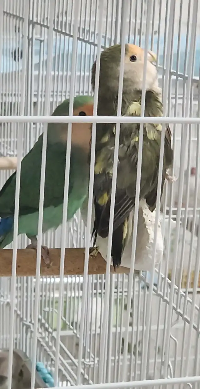 2 BEAUX COUPLES D'INSÉPARABLE À VENDRE AVEC OU SANS CAGES - Photo 2