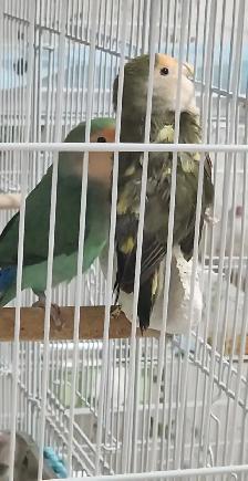 2 BEAUX COUPLES D'INSÉPARABLE À VENDRE AVEC OU SANS CAGES - Photo 2
