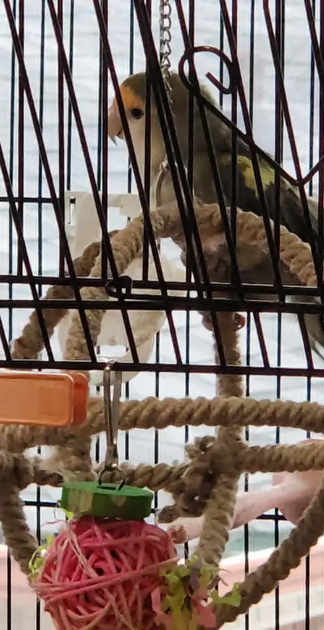 2 BEAUX COUPLES D'INSÉPARABLE À VENDRE AVEC OU SANS CAGES - Photo 3