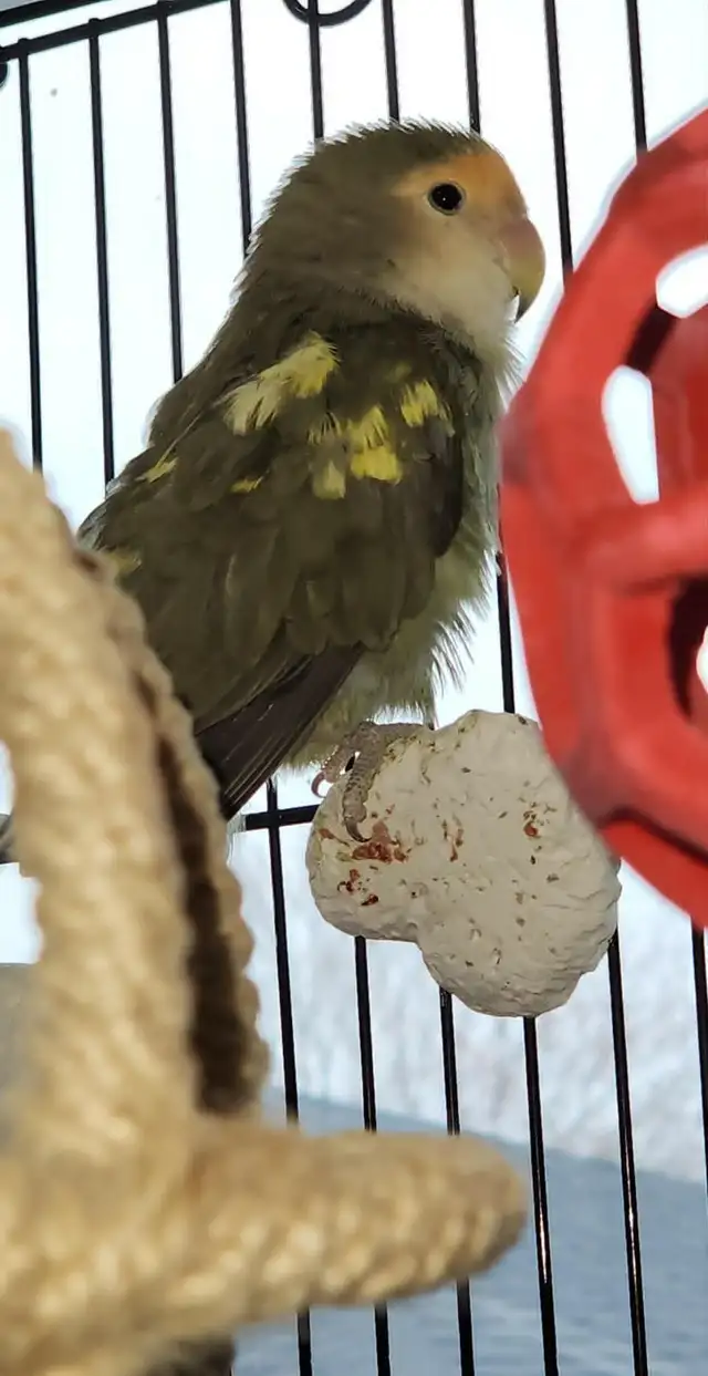 2 BEAUX COUPLES D'INSÉPARABLE À VENDRE AVEC OU SANS CAGES - Photo 4