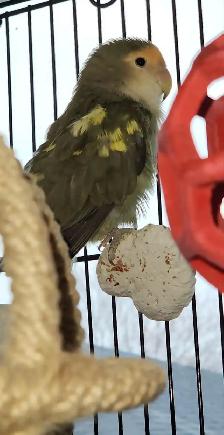 2 BEAUX COUPLES D'INSÉPARABLE À VENDRE AVEC OU SANS CAGES - Photo 4