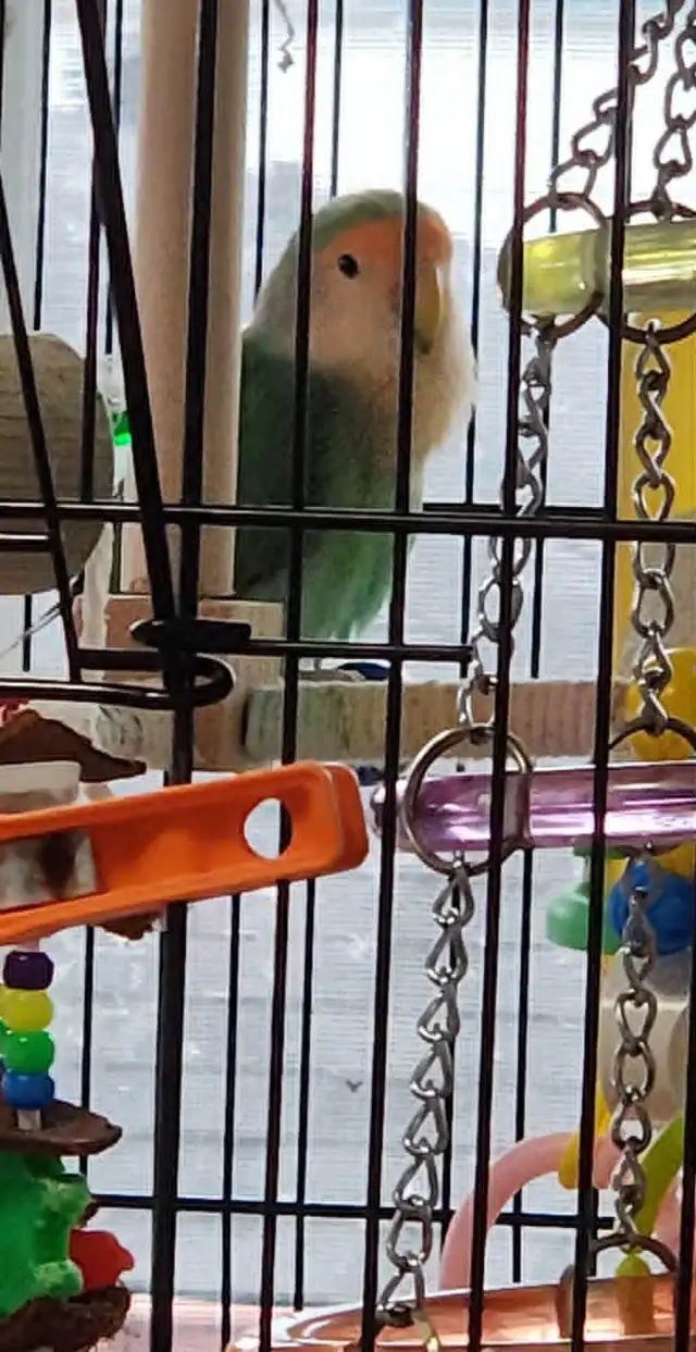2 BEAUX COUPLES D'INSÉPARABLE À VENDRE AVEC OU SANS CAGES - Photo 5