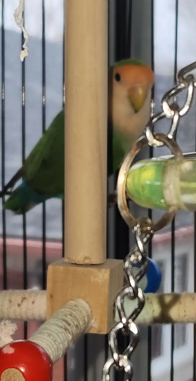 2 BEAUX COUPLES D'INSÉPARABLE À VENDRE AVEC OU SANS CAGES - Photo 6