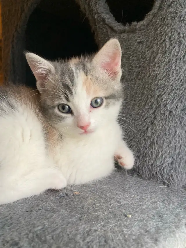 kittens calico tabby grey fluffy