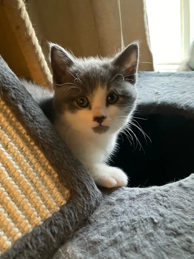 kittens calico tabby grey fluffy - Photo 2