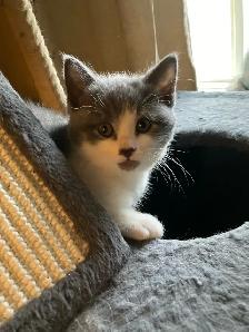kittens calico tabby grey fluffy - Photo 2