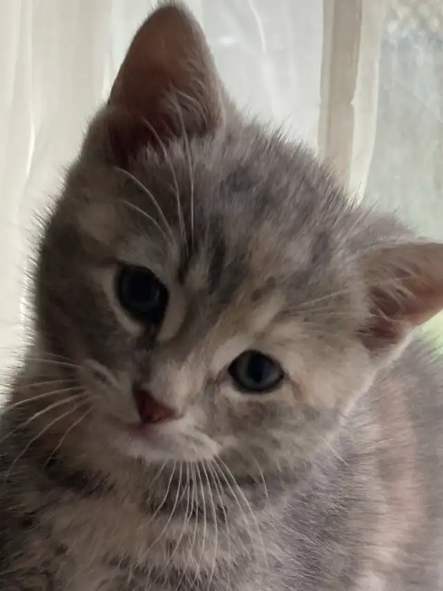 kittens calico tabby grey fluffy - Photo 3