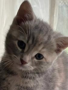 kittens calico tabby grey fluffy - Photo 3