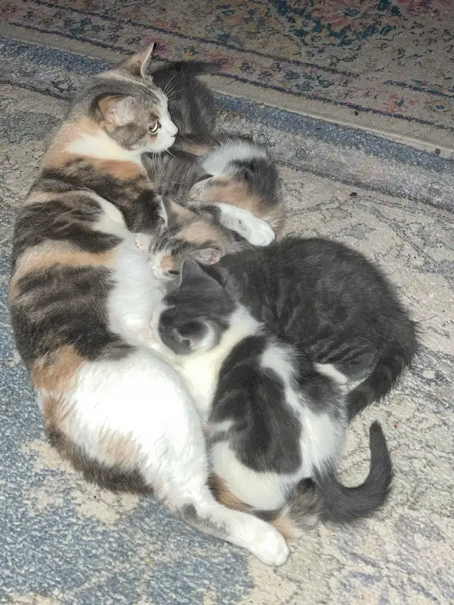 kittens calico tabby grey fluffy - Photo 5