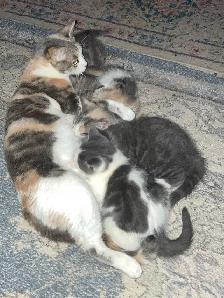 kittens calico tabby grey fluffy - Photo 5