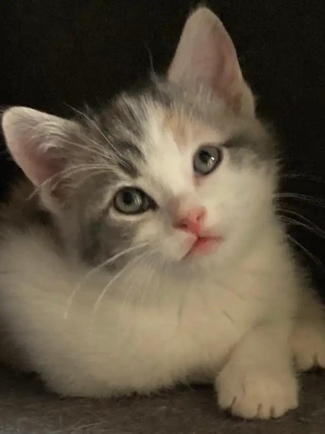 kittens calico tabby grey fluffy - Photo 6