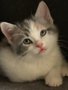 kittens calico tabby grey fluffy - Photo 6