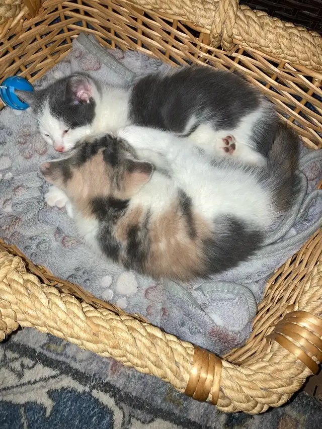 kittens calico tabby grey fluffy - Photo 7