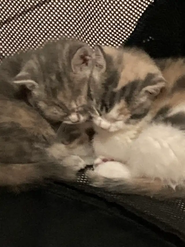 kittens calico tabby grey fluffy - Photo 8
