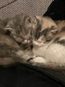 kittens calico tabby grey fluffy - Photo 8