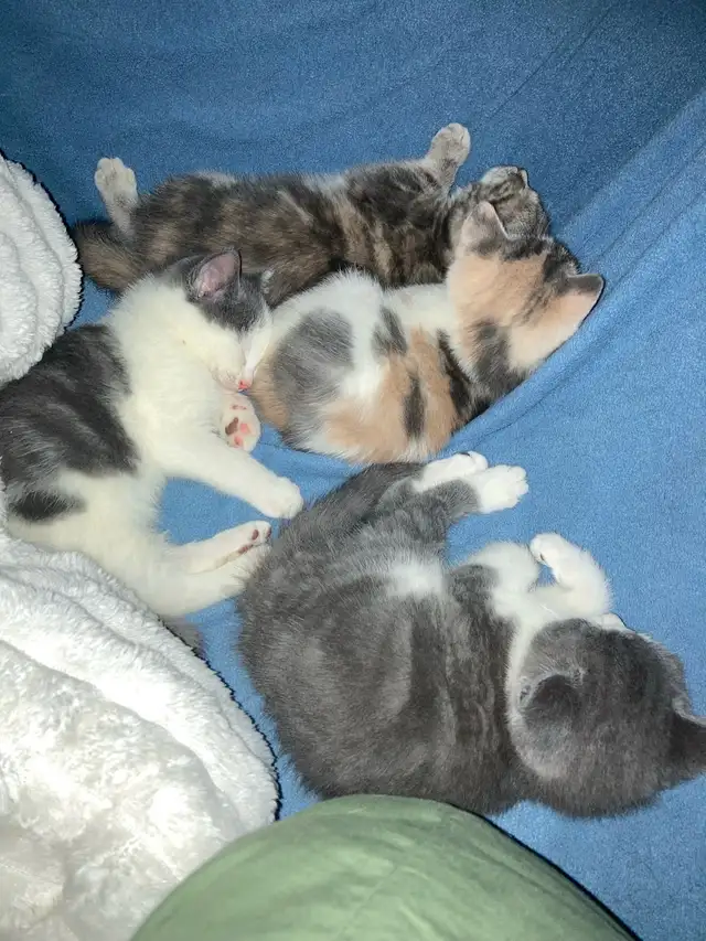 kittens calico tabby grey fluffy - Photo 9