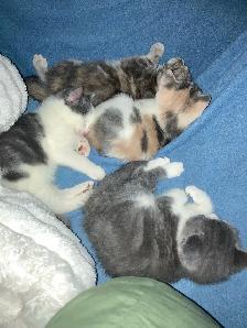 kittens calico tabby grey fluffy - Photo 9