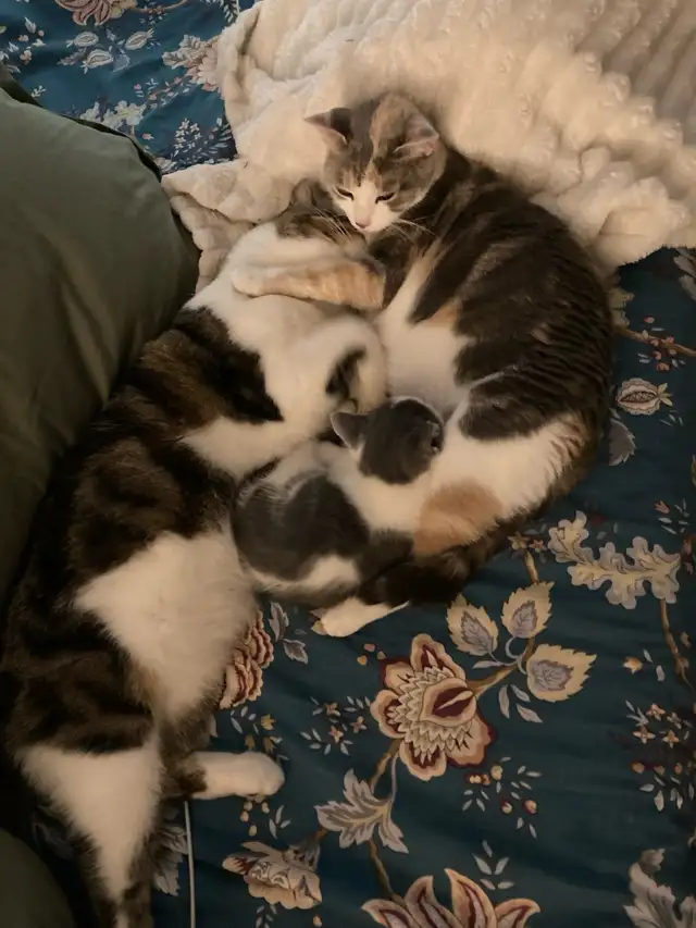 kittens calico tabby grey fluffy - Photo 10