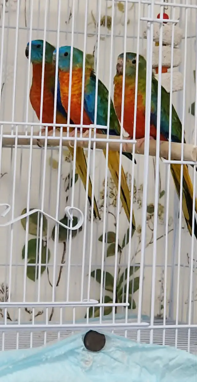 1 COUPLES PLUS UNE FEMELLE DE PERRUCHE TURQUOISINE