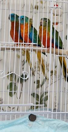 1 COUPLES PLUS UNE FEMELLE DE PERRUCHE TURQUOISINE