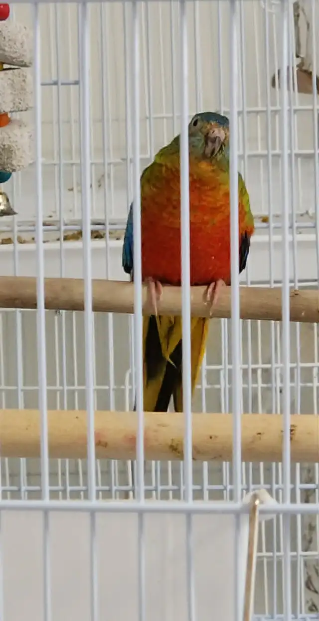 1 COUPLES PLUS UNE FEMELLE DE PERRUCHE TURQUOISINE - Photo 2