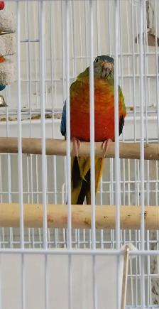 1 COUPLES PLUS UNE FEMELLE DE PERRUCHE TURQUOISINE - Photo 2