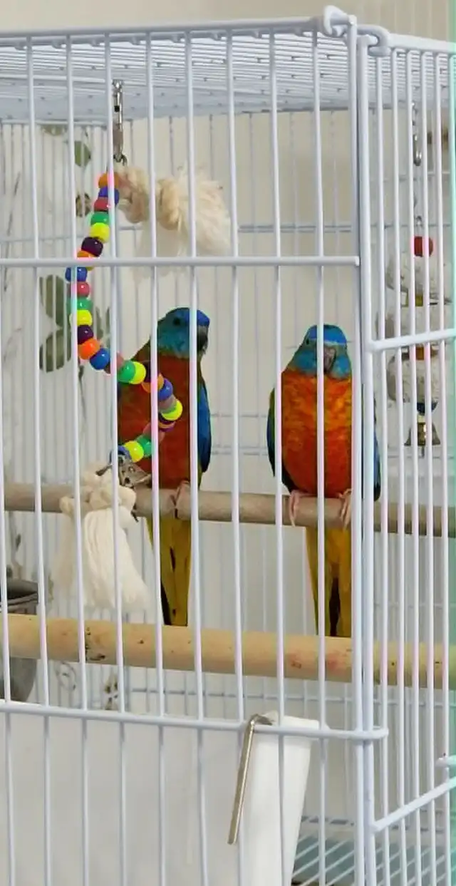 1 COUPLES PLUS UNE FEMELLE DE PERRUCHE TURQUOISINE - Photo 3