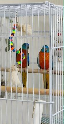1 COUPLES PLUS UNE FEMELLE DE PERRUCHE TURQUOISINE - Photo 3