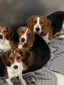 Adorable beagle et shiba Inu - Photo 2