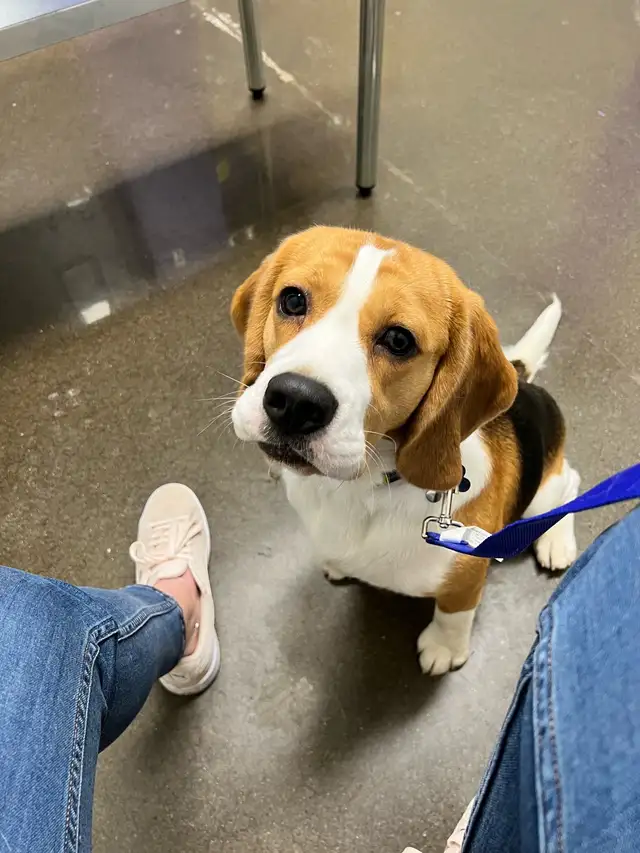 Adorable beagle et shiba Inu - Photo 3