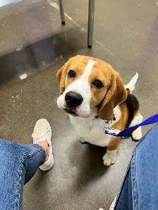 Adorable beagle et shiba Inu - Photo 3