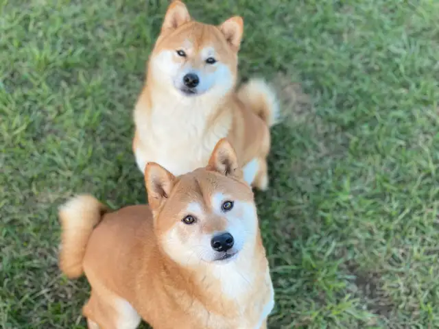 Adorable beagle et shiba Inu - Photo 4