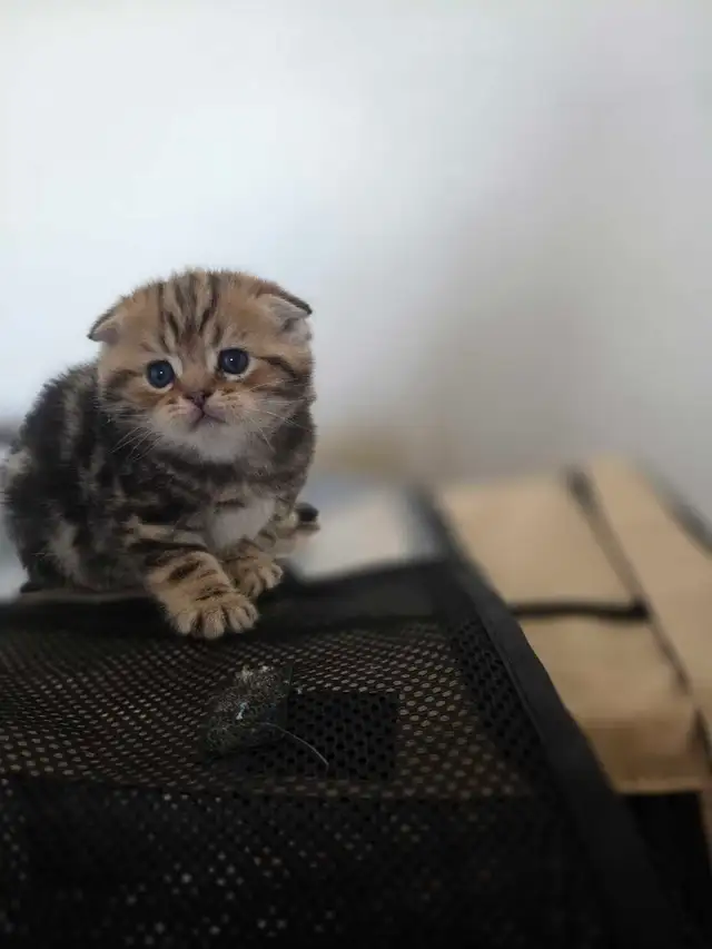 Scottish fold goldene tabby classic mâle disponible