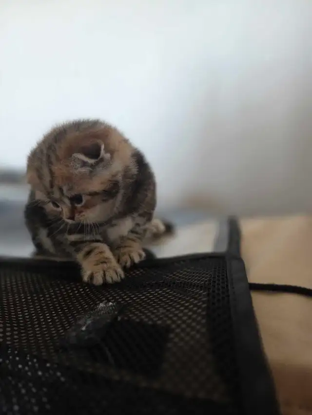 Scottish fold goldene tabby classic mâle disponible - Photo 2