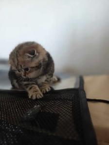 Scottish fold goldene tabby classic mâle disponible - Photo 2