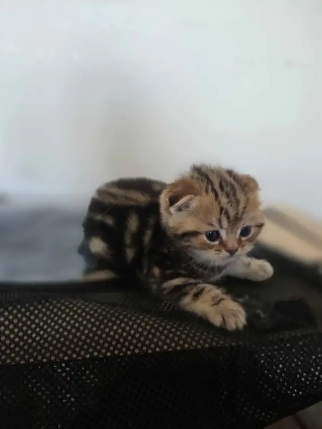 Scottish fold goldene tabby classic mâle disponible - Photo 4