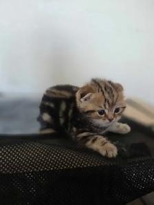 Scottish fold goldene tabby classic mâle disponible - Photo 4