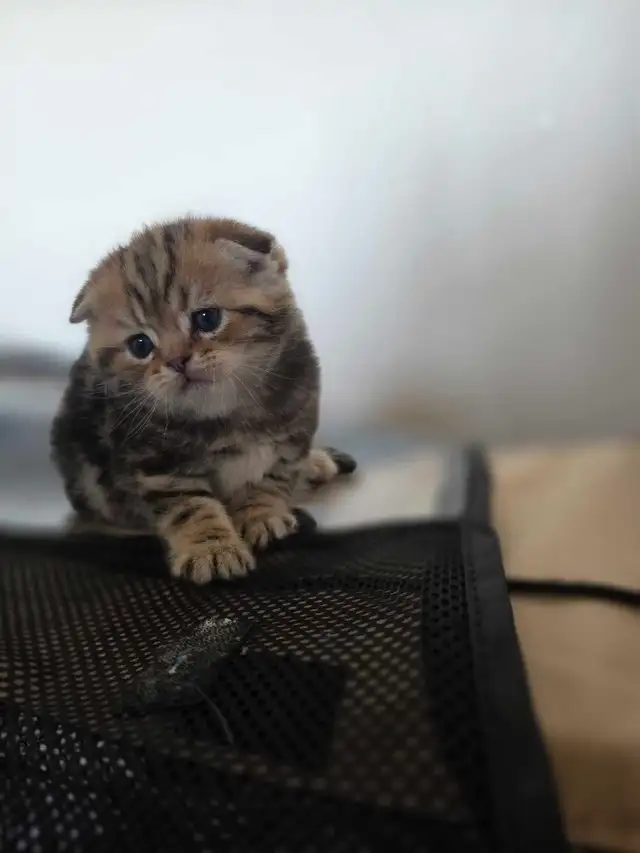 Scottish fold goldene tabby classic mâle disponible - Photo 5