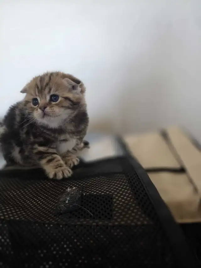 Scottish fold goldene tabby classic mâle disponible - Photo 6