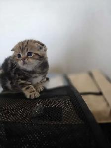 Scottish fold goldene tabby classic mâle disponible - Photo 6