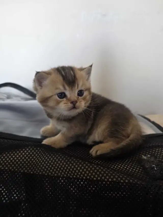 Scottish fold goldene tabby classic mâle disponible - Photo 7