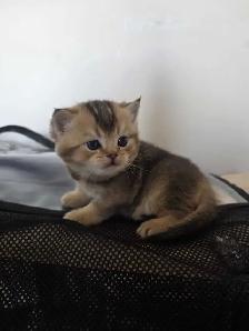 Scottish fold goldene tabby classic mâle disponible - Photo 7