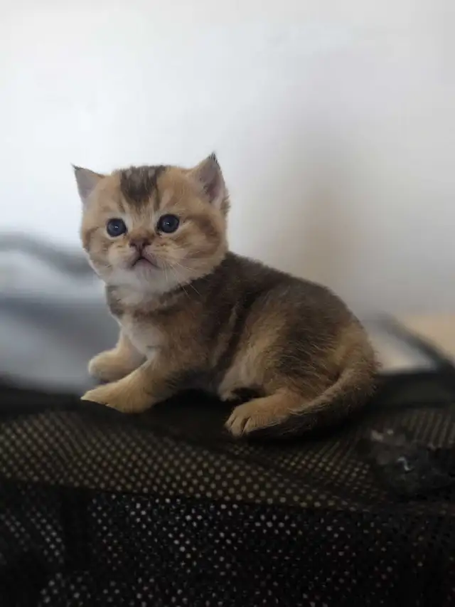 Scottish fold goldene tabby classic mâle disponible - Photo 8