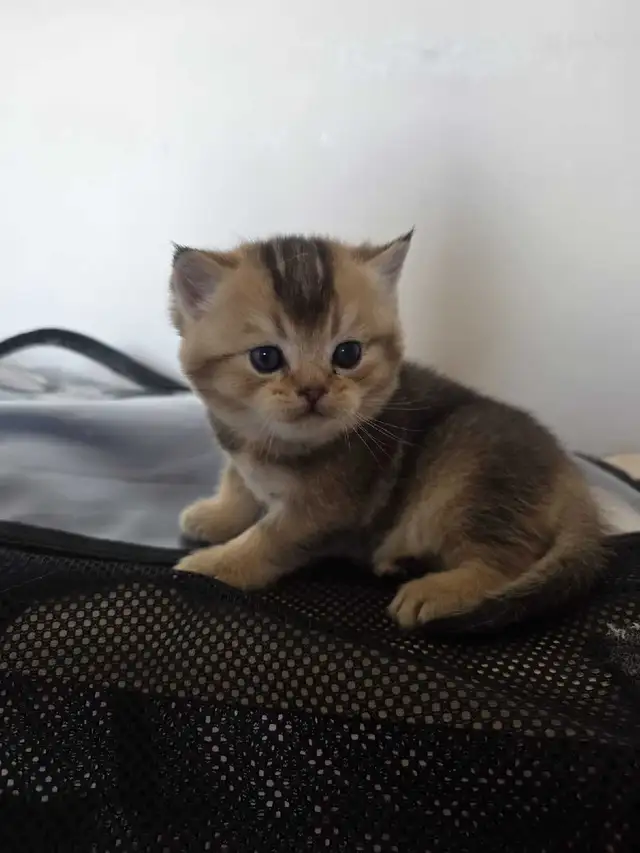 Scottish fold goldene tabby classic mâle disponible - Photo 9