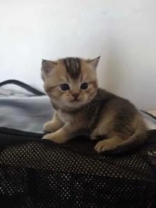 Scottish fold goldene tabby classic mâle disponible - Photo 9