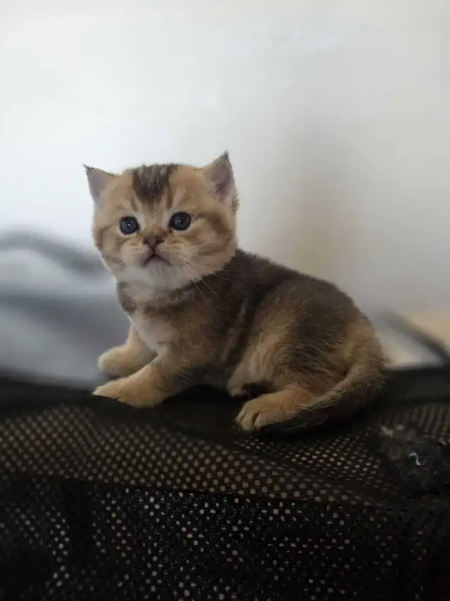 Scottish fold goldene tabby classic mâle disponible - Photo 10