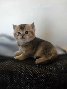 Scottish fold goldene tabby classic mâle disponible - Photo 10