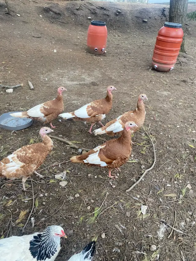 bourbon red turkey hatching eggs