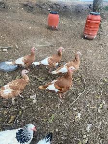 bourbon red turkey hatching eggs